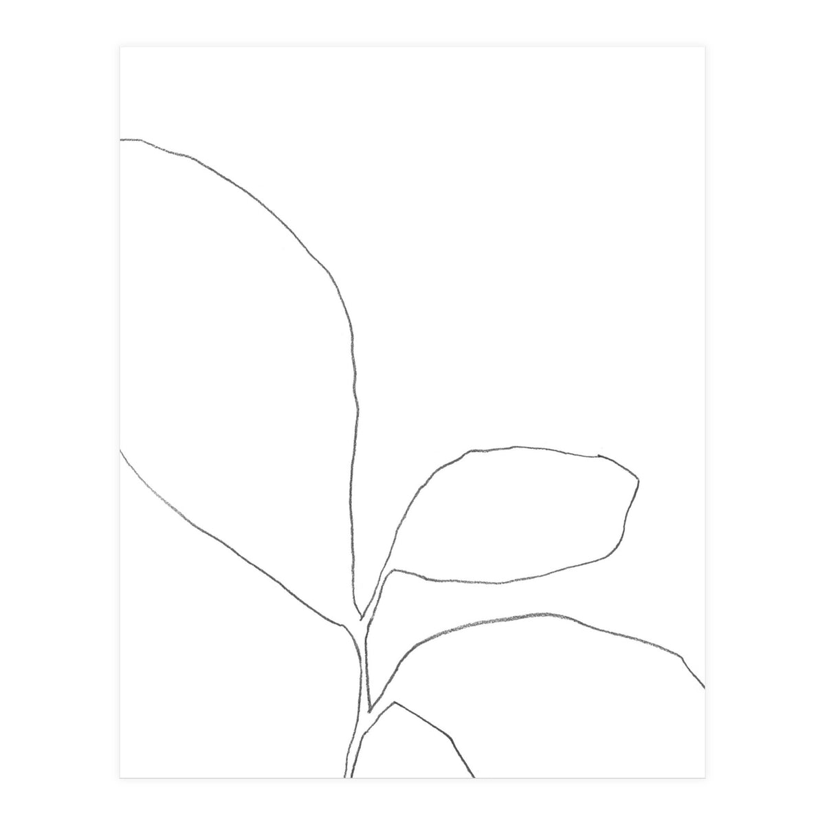 Three Leaf Seedling (Print Only)