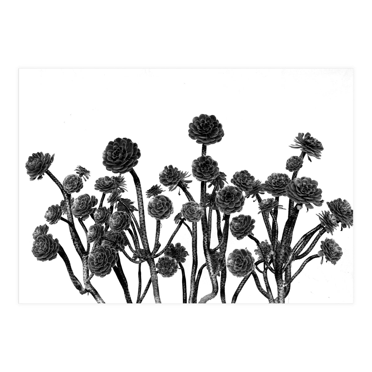 cactus succulents (Print Only)