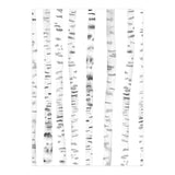 Birch Trees (Print Only) thumbnail