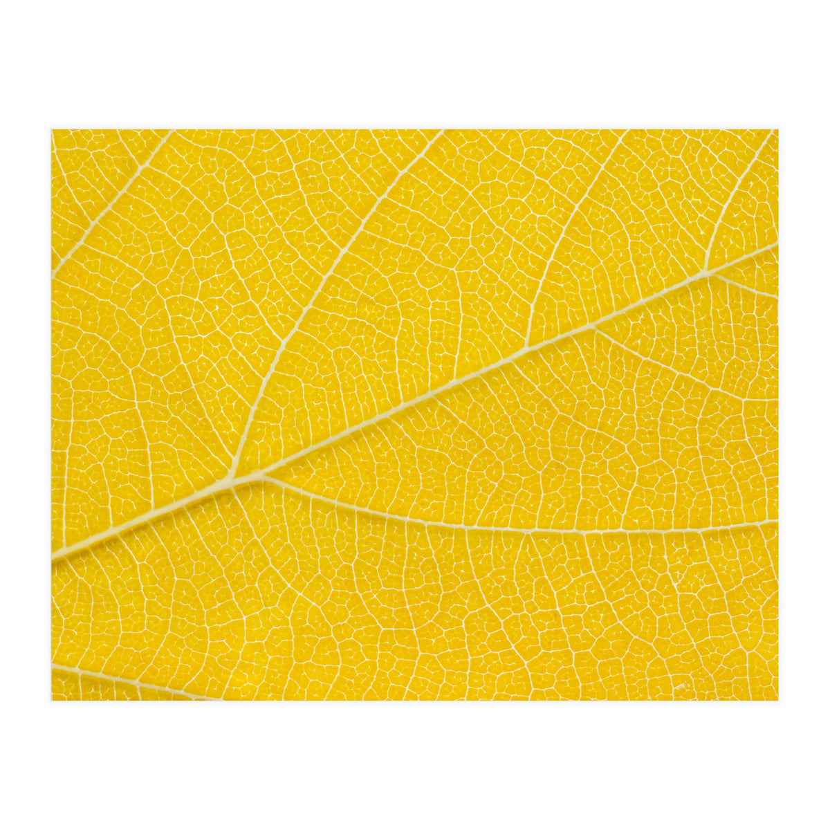 Autumn Leaf (Print Only)