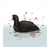 Common coot (Print Only) thumbnail