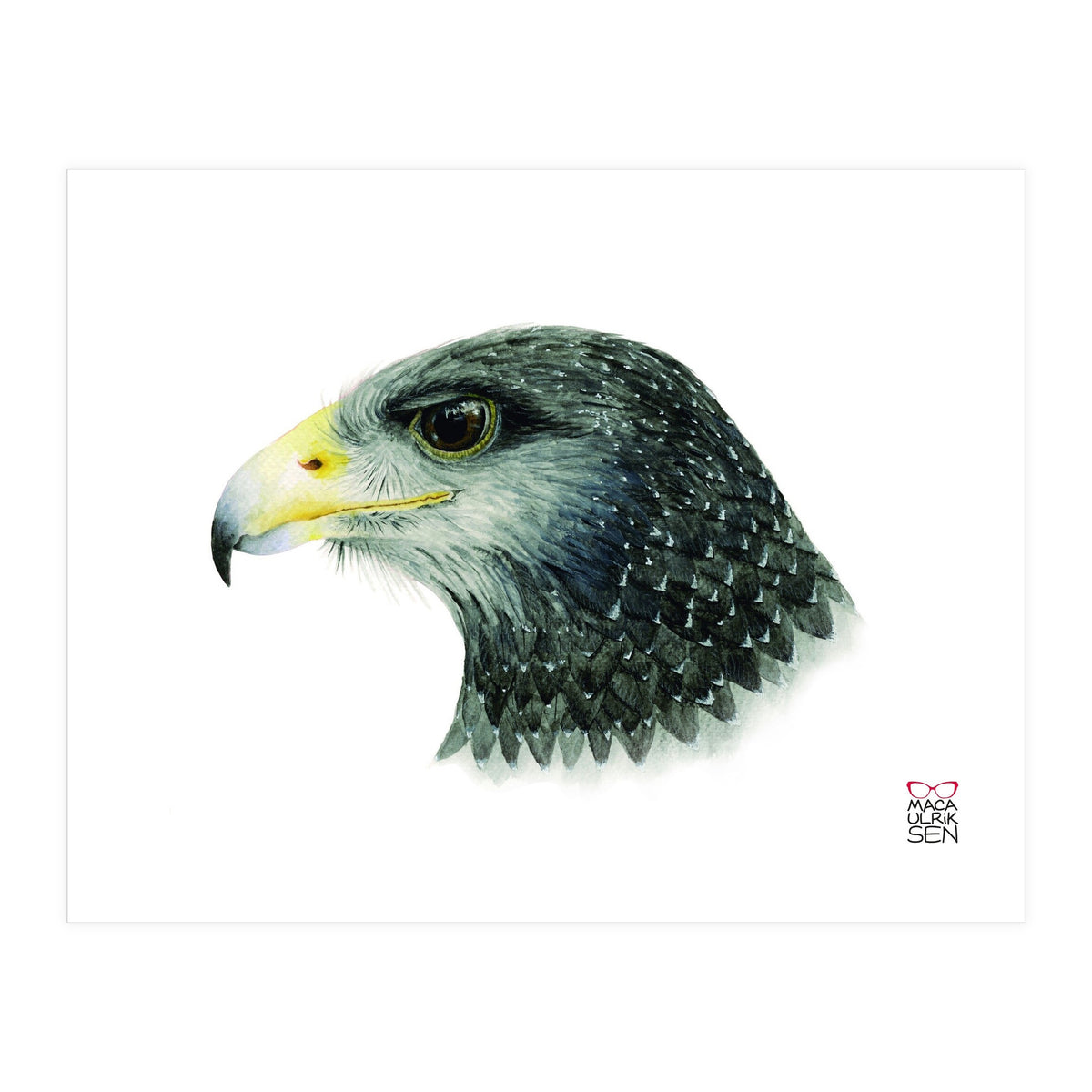 Black-chested buzzard-eagle (Print Only)
