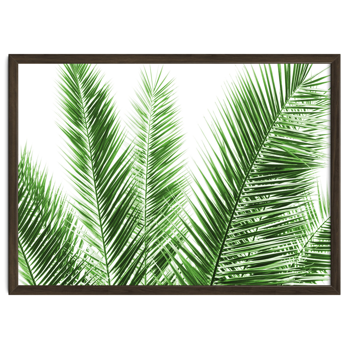 Palm Leaves