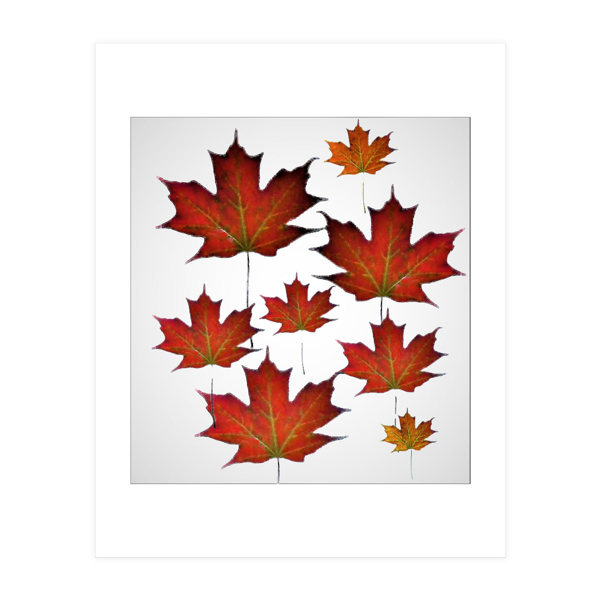 Autumn  leaves (Print Only)