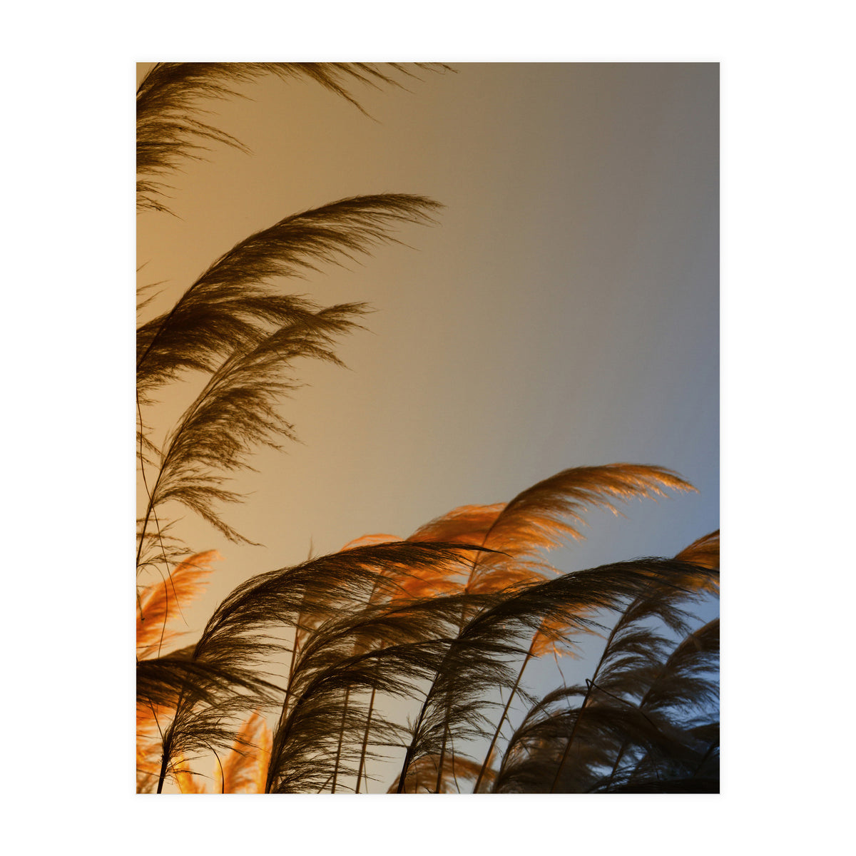 Sunset in autumn (Print Only)