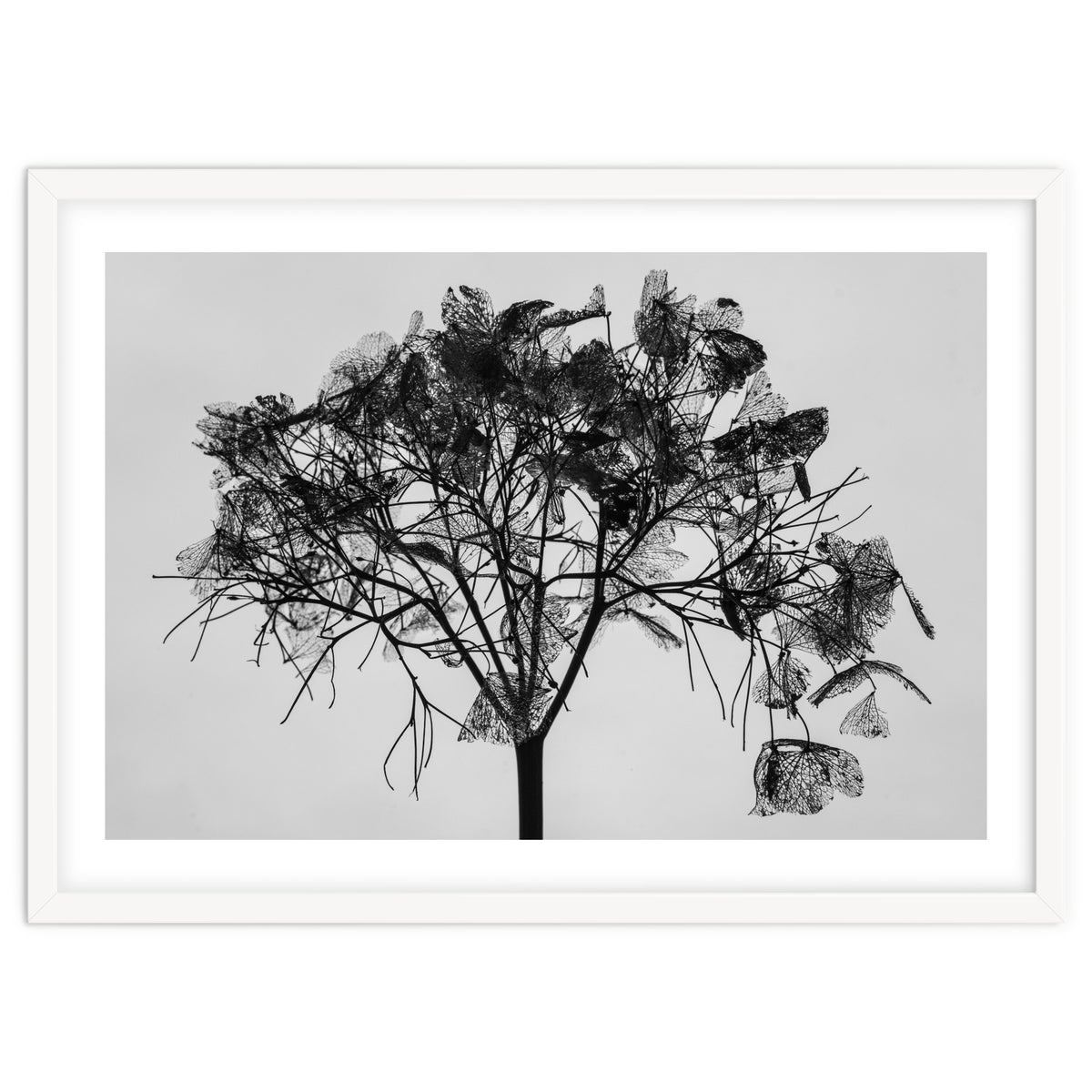 Hydrangea flower head