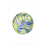 Fern Shadows Std (Print Only) thumbnail