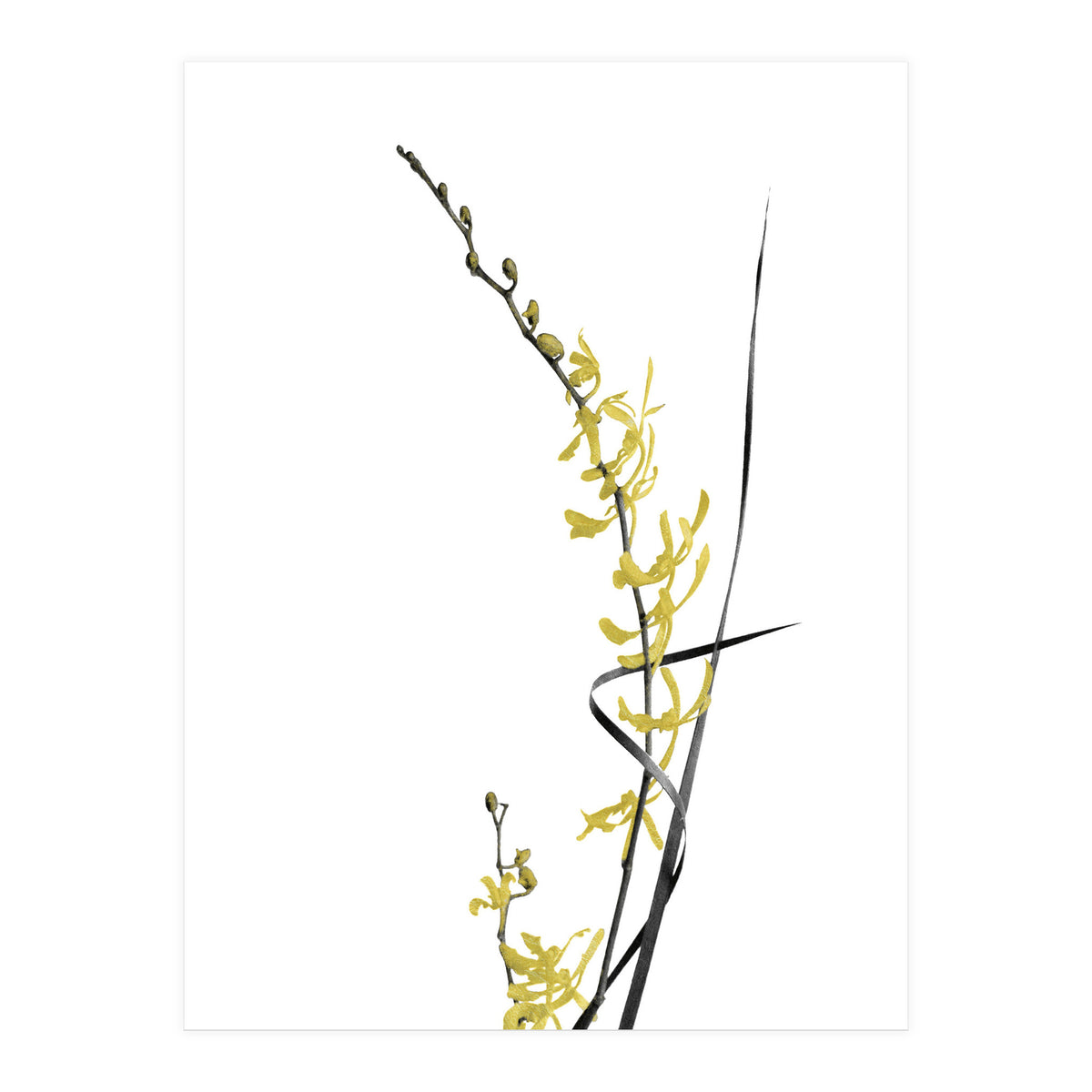 Flower Minimal Black And Gold 06 (Print Only)