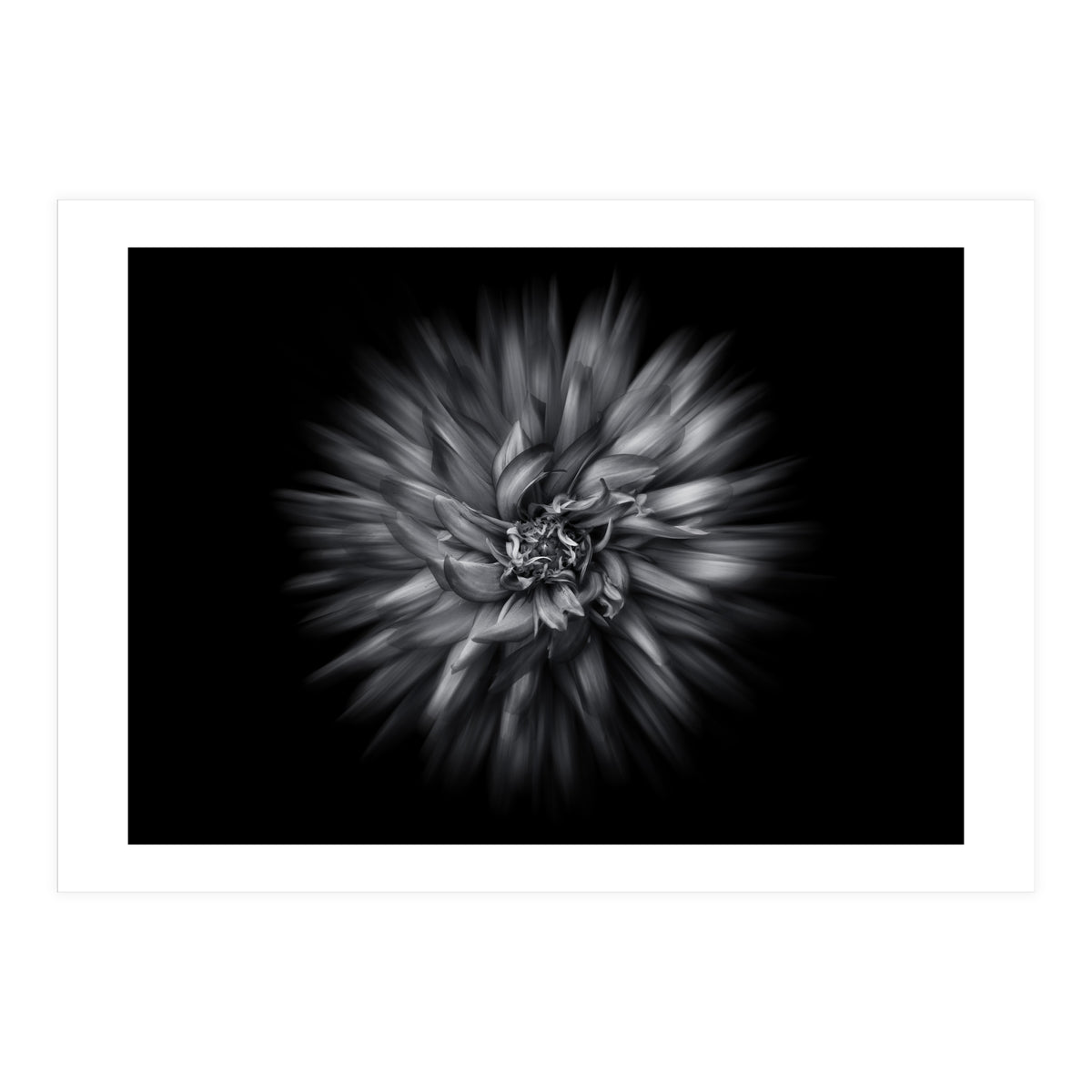 Backyard Flowers In Black And White 20 Flow Version (Print Only)