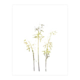 Neutral Hosta (Print Only) thumbnail