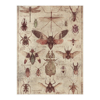 Insects  (Print Only)