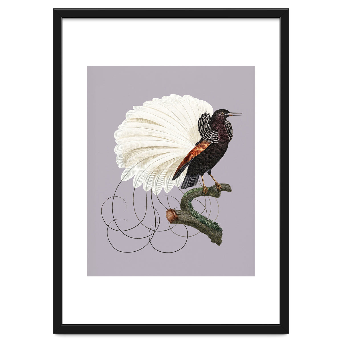 Vintage Bird Prints
