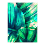 Moksha (Print Only) thumbnail