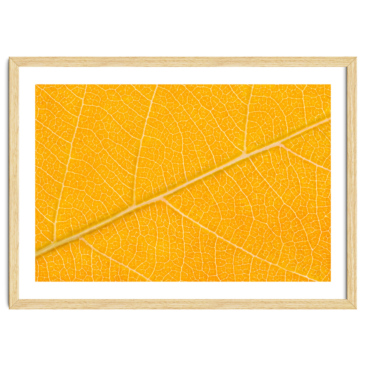 Autumn Leaf