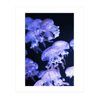 Jellyfish (Print Only)