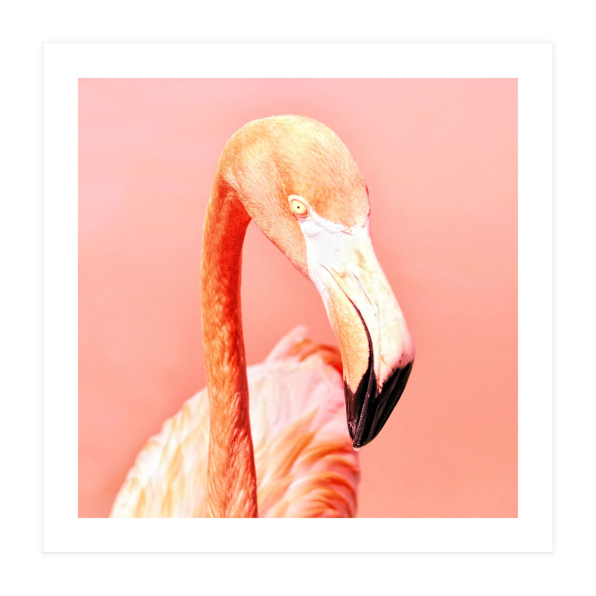 Pink Paradise (Print Only)