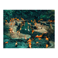 Flamingo Creek (Print Only)