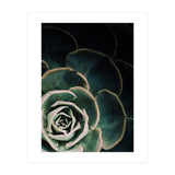 Darkside Of Succulents 4-C (Print Only) thumbnail