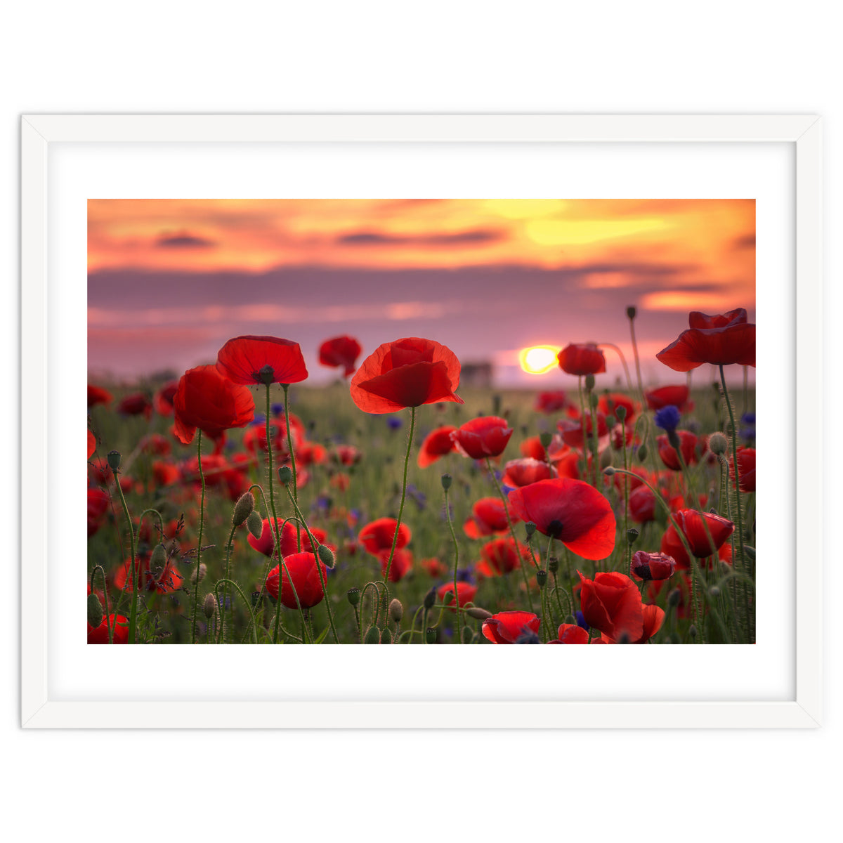 Poppies at Evening