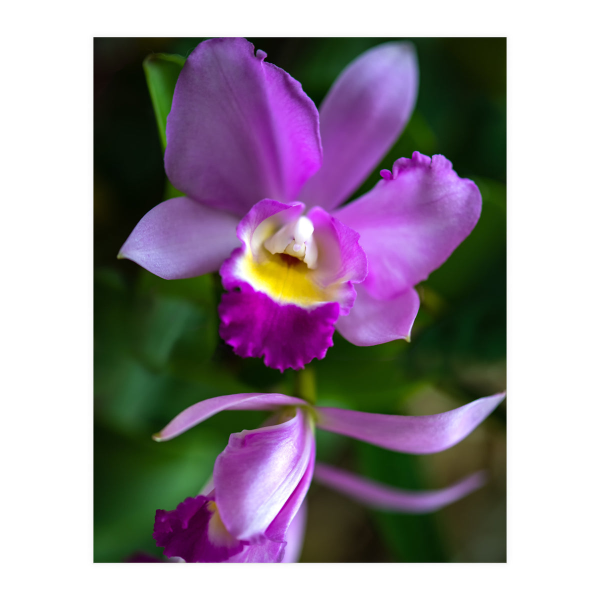 Cattleya Orchidee (Print Only)