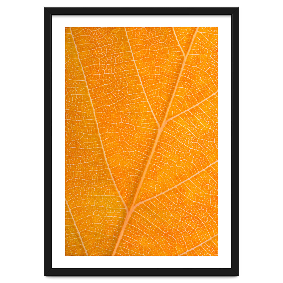 Autumn Leaf