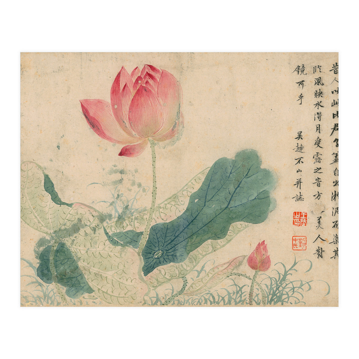 Qing Wangwu Flower album, lotus, lotus leaf, pond, copy of water grass (Print Only)