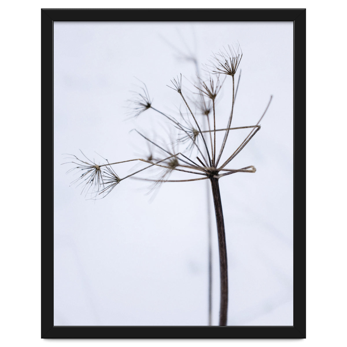 Wildflower in Winter