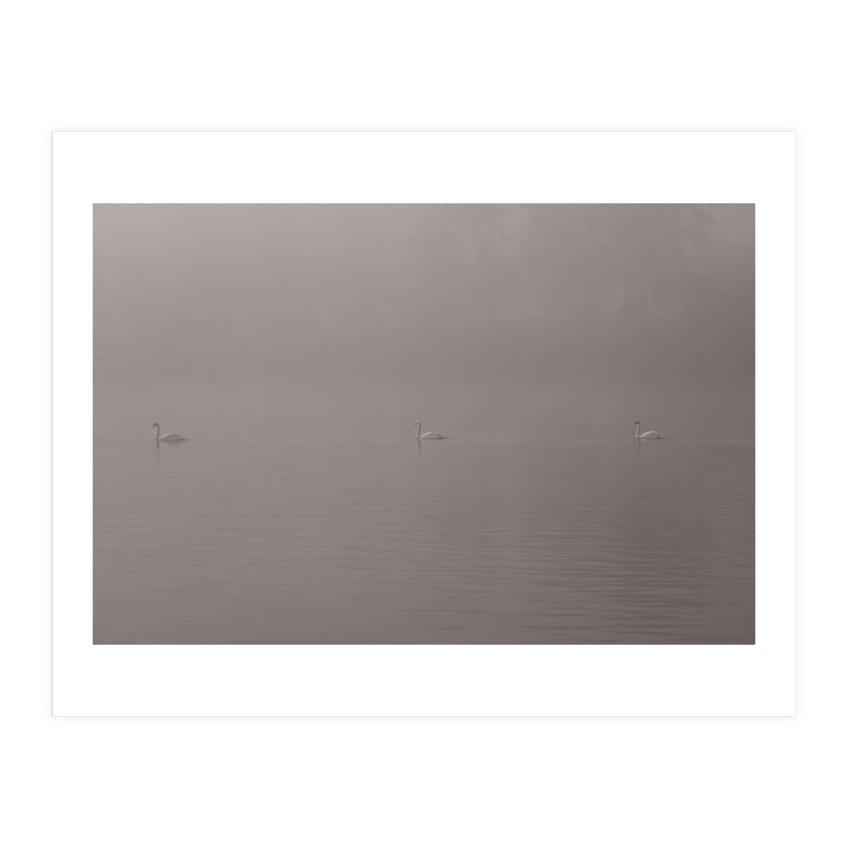 Swans in the mist (Print Only)