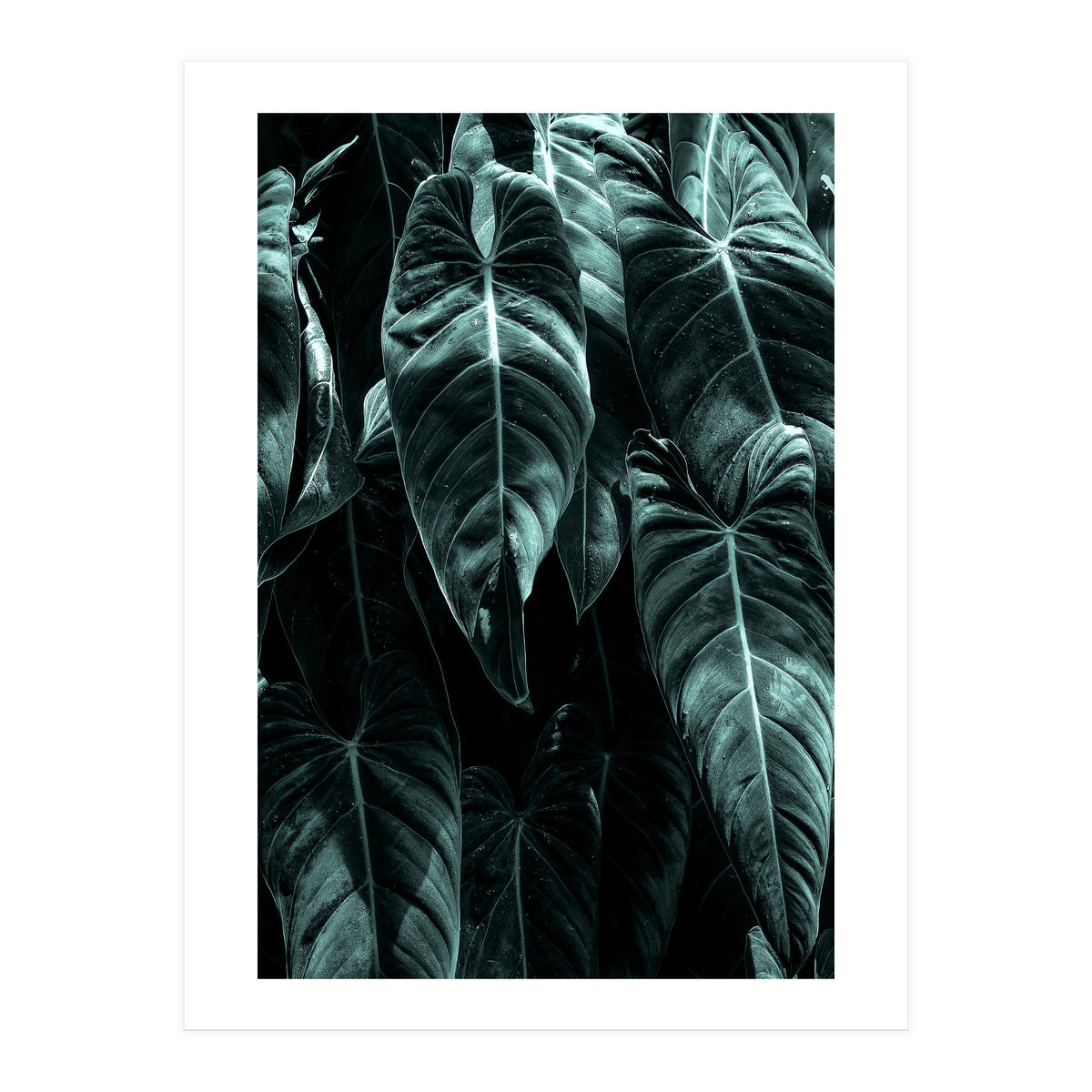 The Jungle (Print Only)