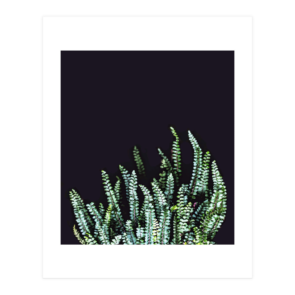 Dark Nature (Print Only)