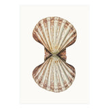 Cc Shell 06 (Print Only) thumbnail
