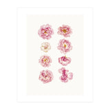 Cc Flower 04 (Print Only) thumbnail