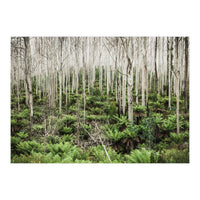 Forest After The Fire (Print Only)