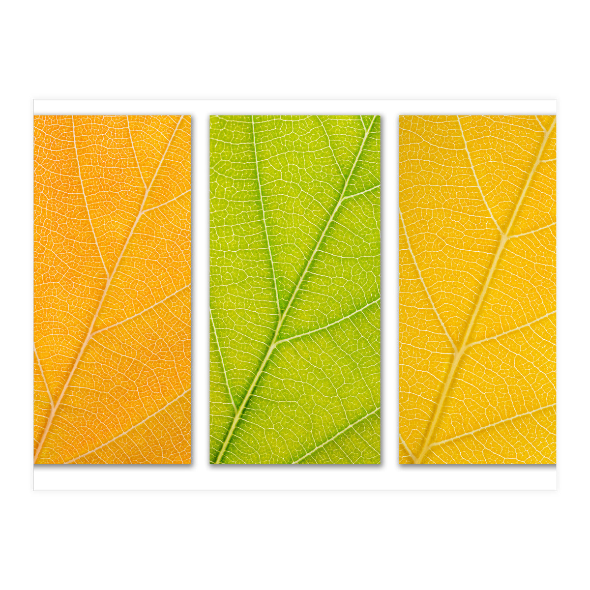 Autumn Leaves (Print Only)