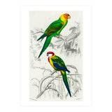 Different types of birds illustrated (Print Only) thumbnail