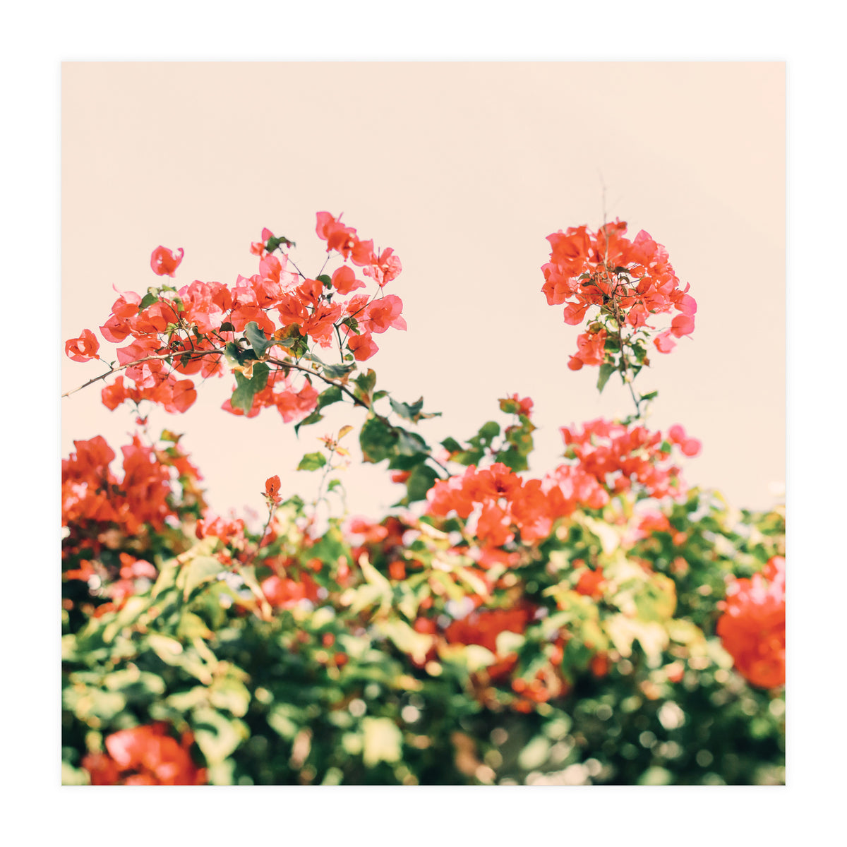 Bouganvillea Dream  (Print Only)