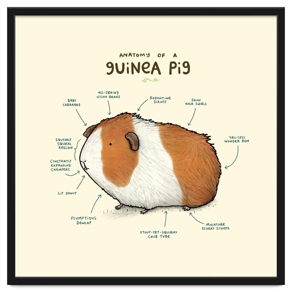 Anatomy Of A Guniea Pig