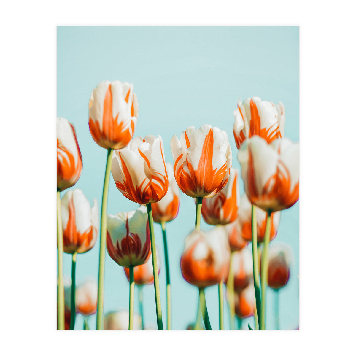 Estelle (Print Only)