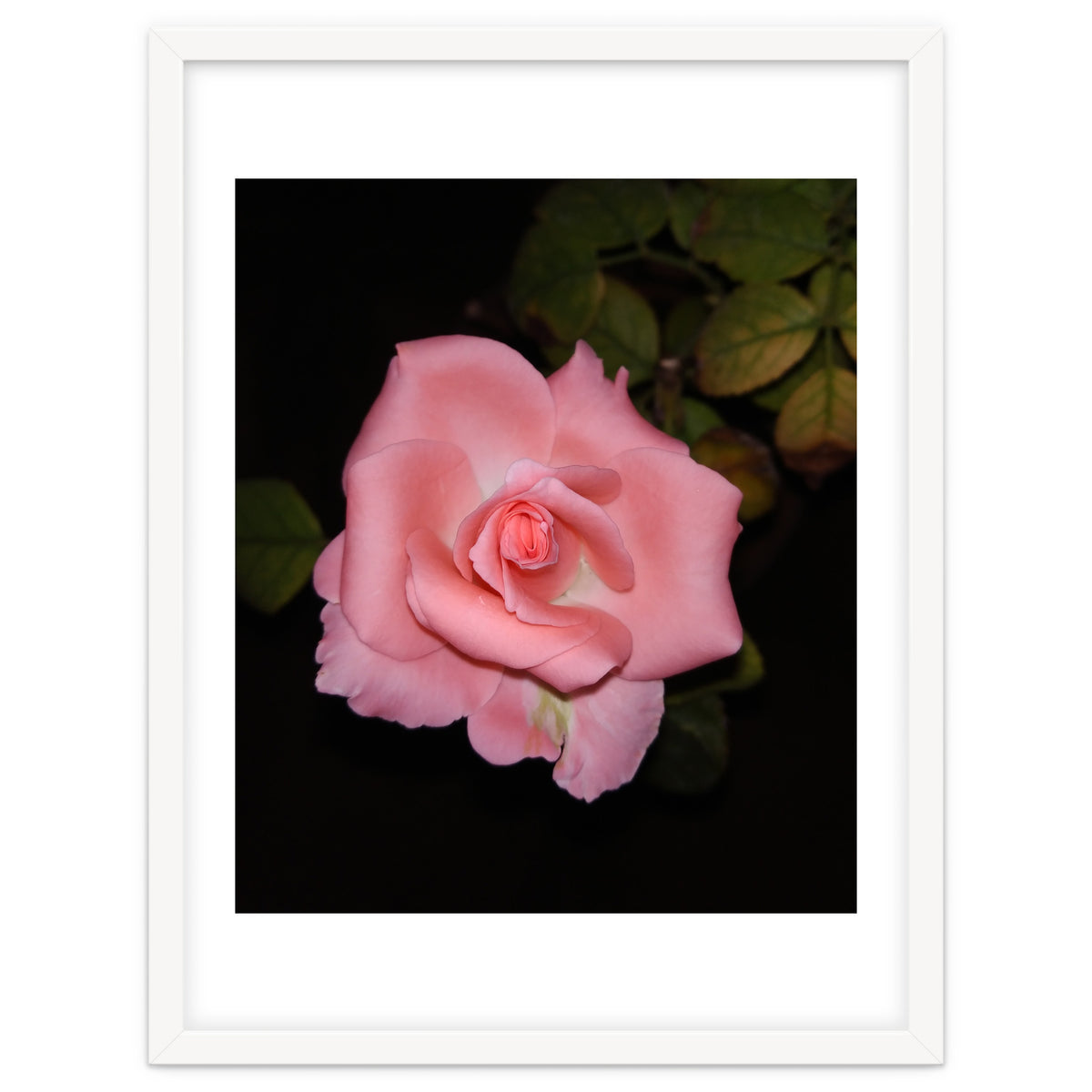 Pink Rose Floral