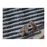 Feeding (Print Only) thumbnail