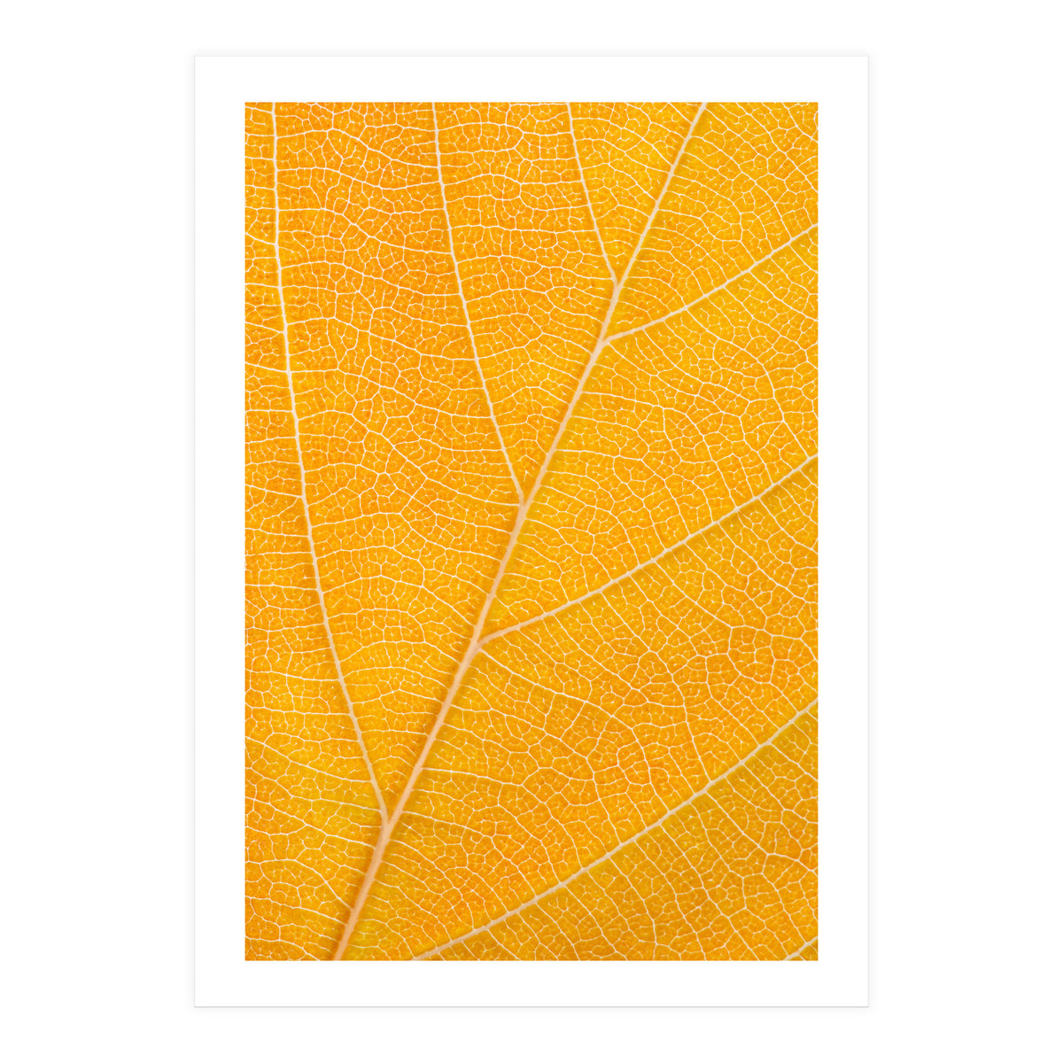 Autumn Leaf (Print Only)