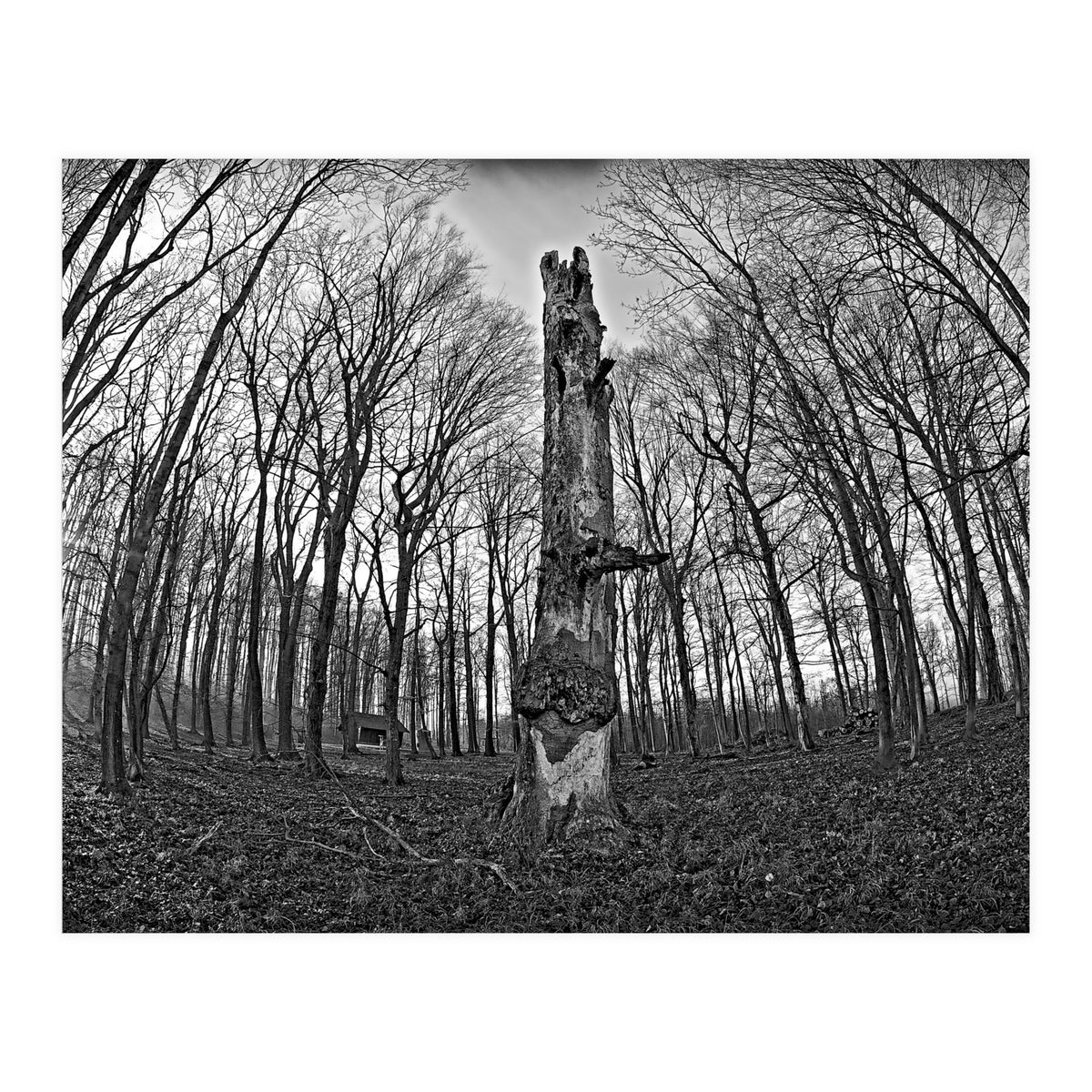 Circle of Growth and decay  (Print Only)