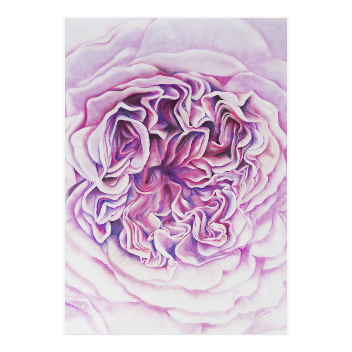 A Rose Is A Rose Std (Print Only)