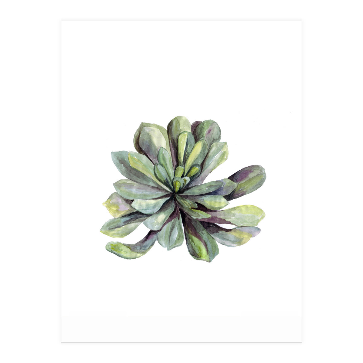 Botanical Illustration Succulent (Print Only)