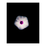 White Flora (Print Only) thumbnail