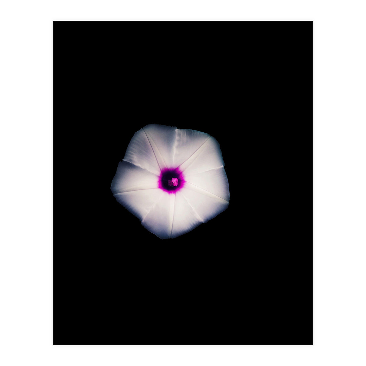 White Flora (Print Only)