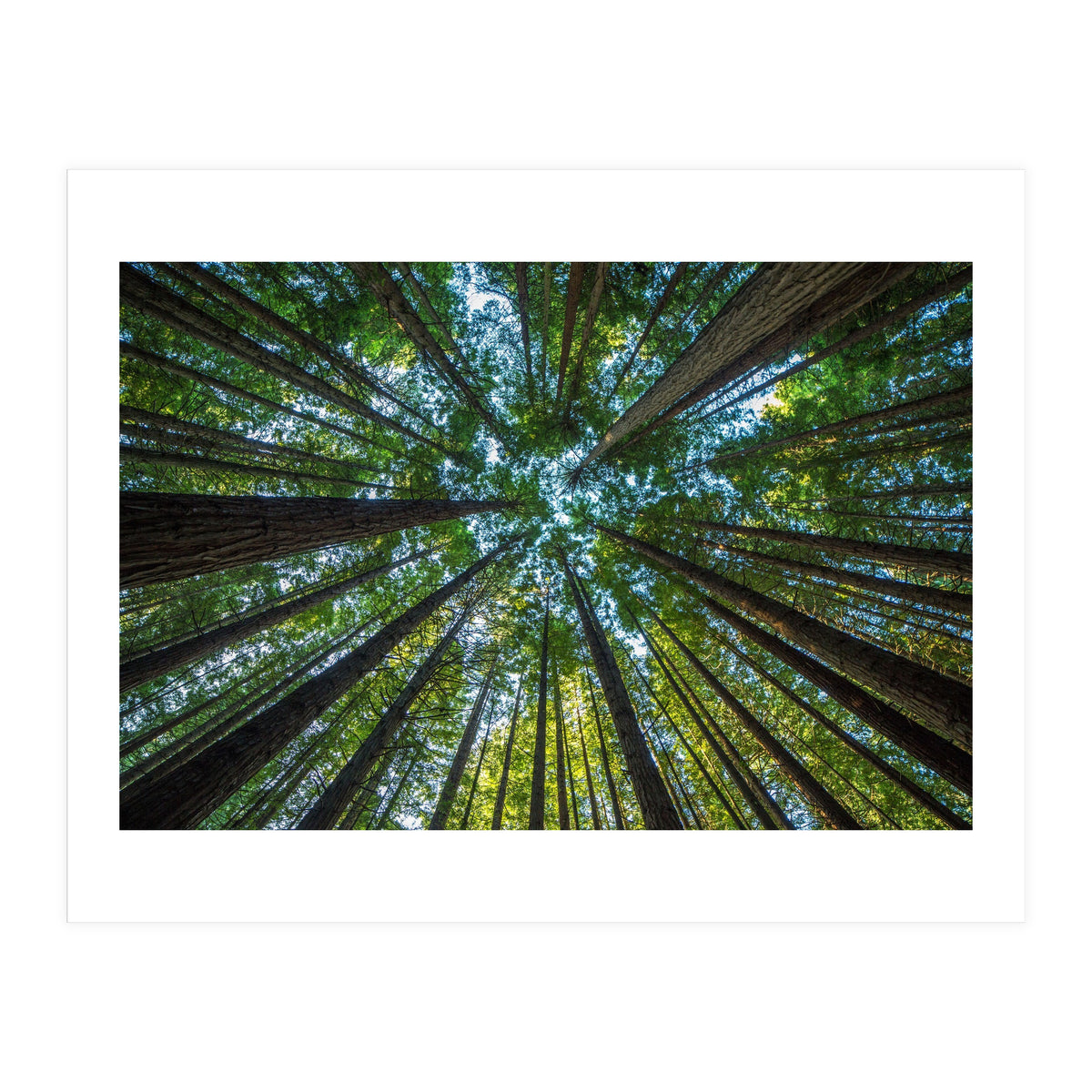 Forest (Print Only)