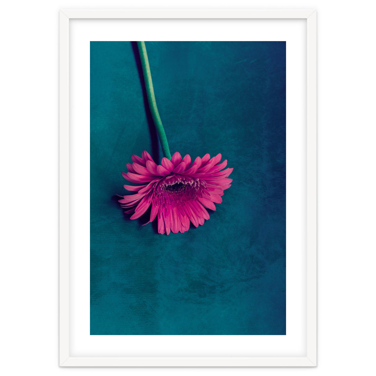 Gerbera for love