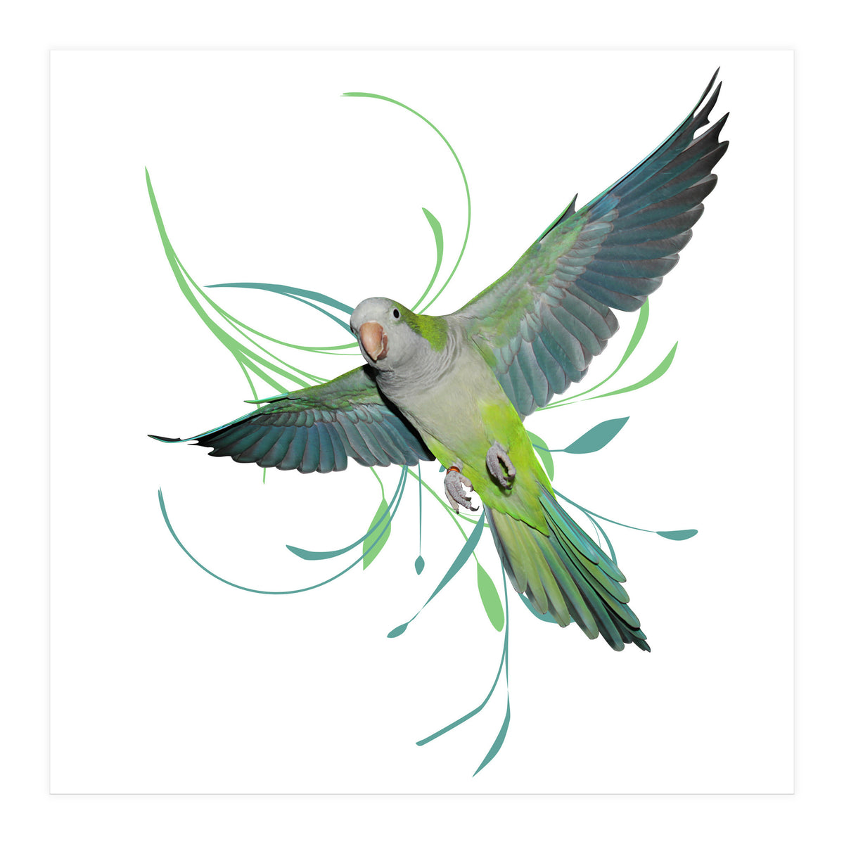 Flying quaker parrot (Print Only)