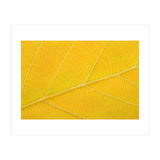 Autumn Leaf (Print Only) thumbnail